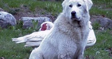 Amerika'da ödül alınca değeri anlaşıldı! akbaş köpek, bekçi köpeği